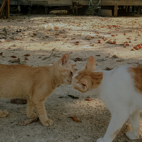 Photo #14053099