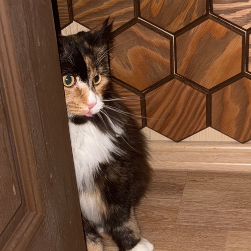 Photo #14053378