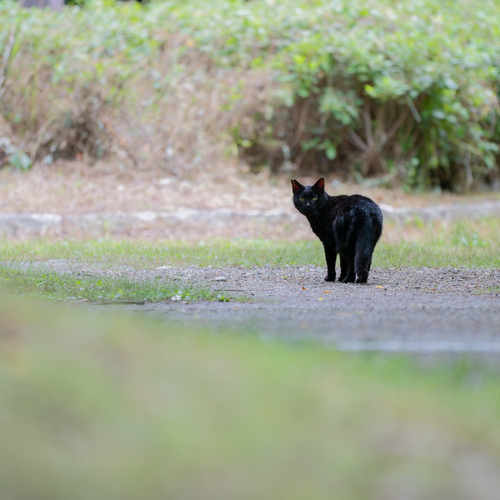 The Guiding Cat