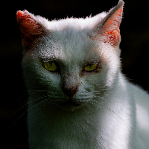 Disgruntled Cat