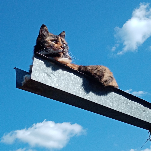 Photo #14053499