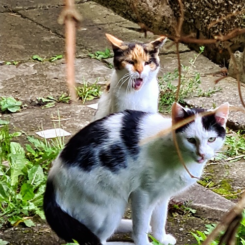 Photo #14053571