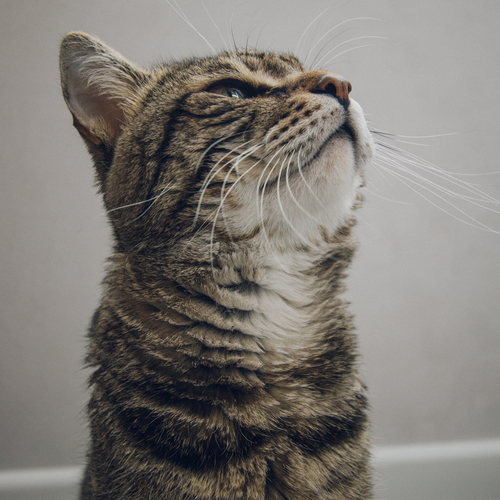 Photo #14053572
