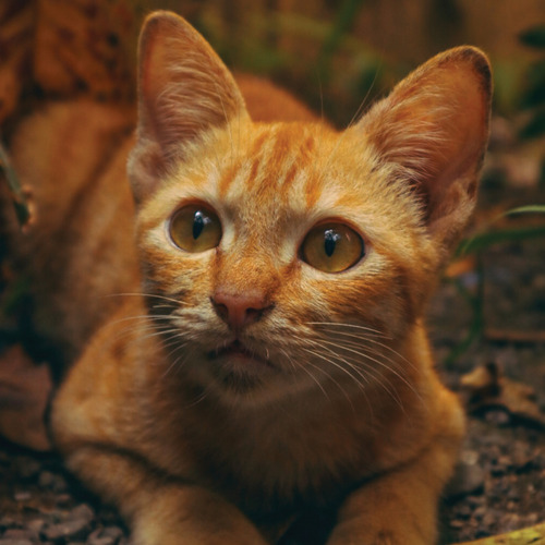 Stray Cat