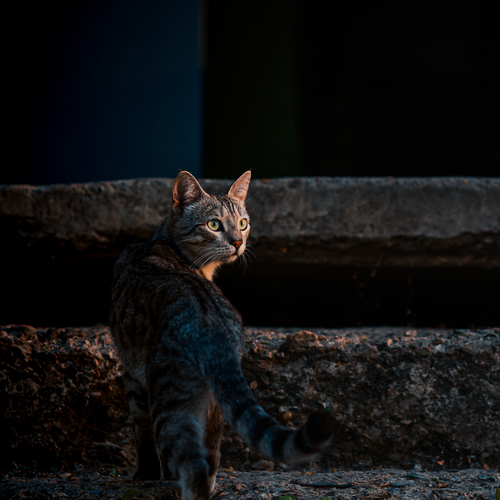 Photo #14053735