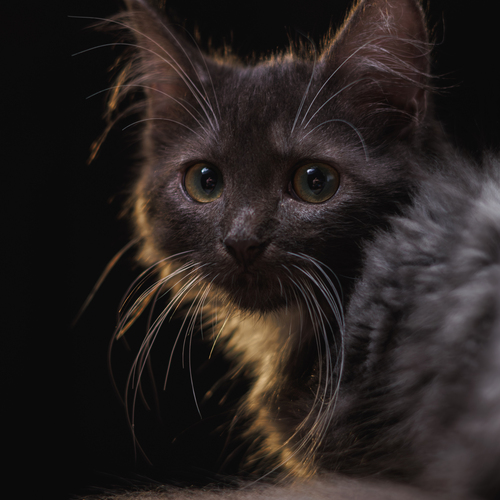 Photo #14053826