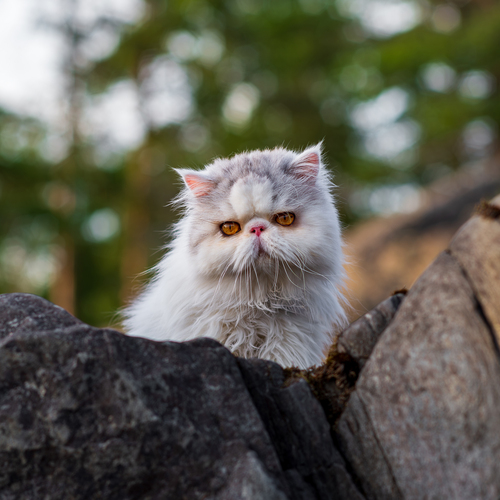 Photo #14053848
