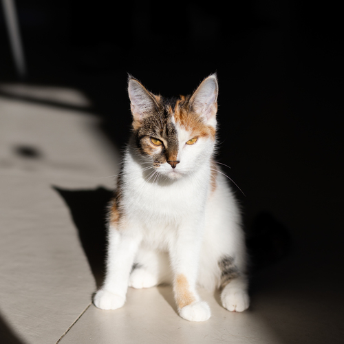 Photo #14053861