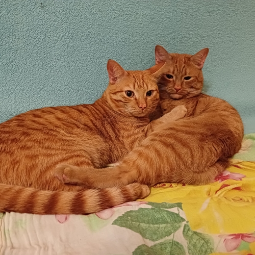 Photo #14053984