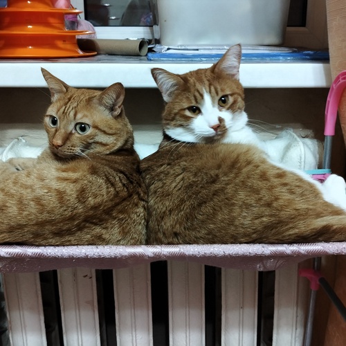 Photo #14054010