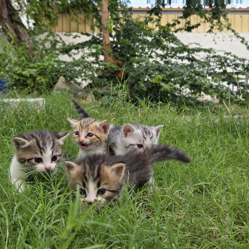 Photo #14054012