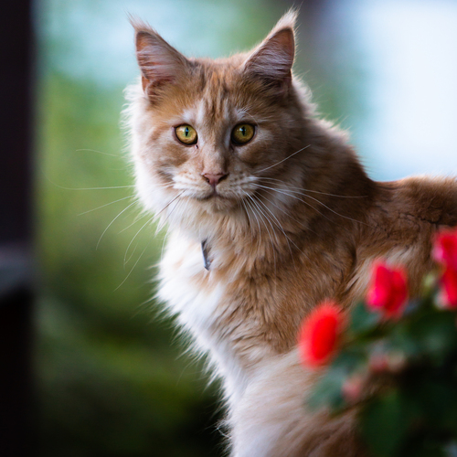 Photo #14054309