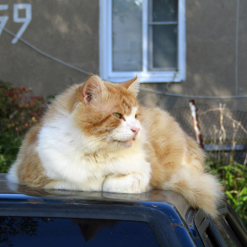 Photo #14054513
