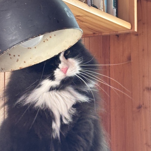 Photo #14054547