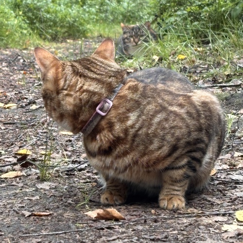 Photo #14054548