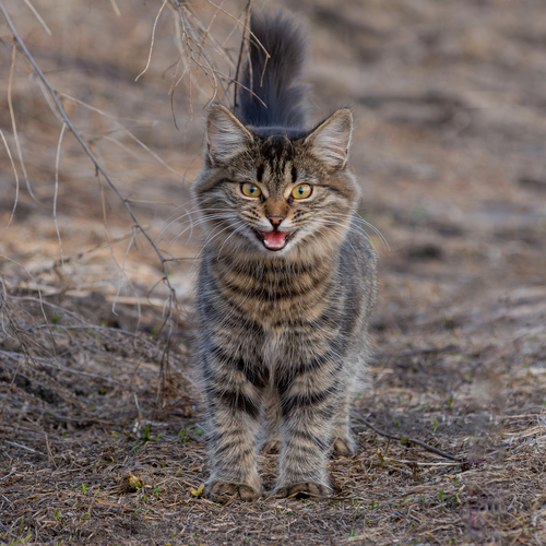 Photo #14054653