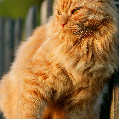 Photo #14054654