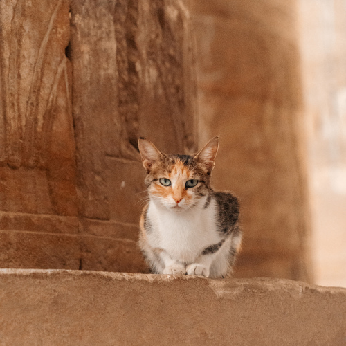 Photo #14054683