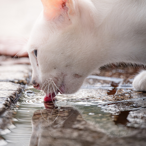 Photo #14054684