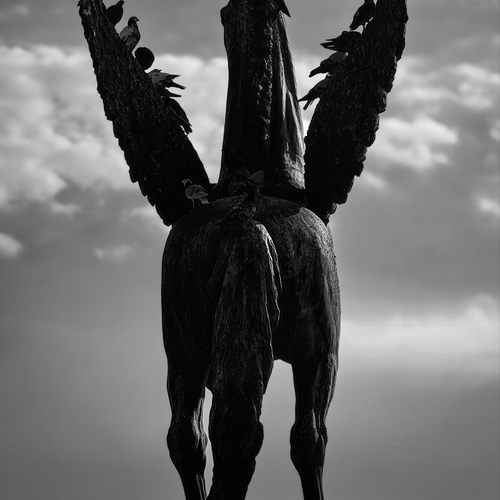 Pigeons vs Pegasus
