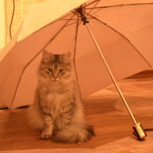 Photo #14054736