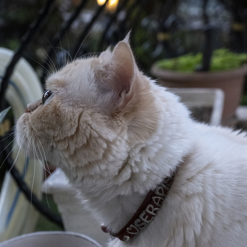 Photo #14054748