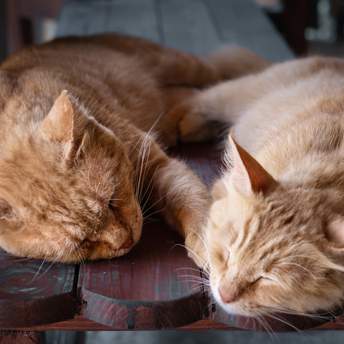 Ginger Family