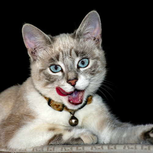 Photo #14054964