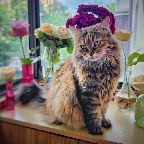 Королева красоты