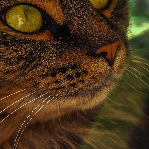 Photo #14054995