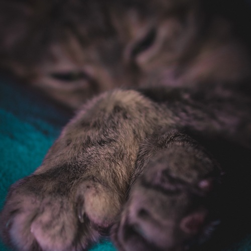 Photo #14055072