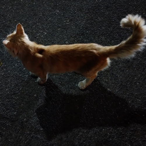 Photo #14055117