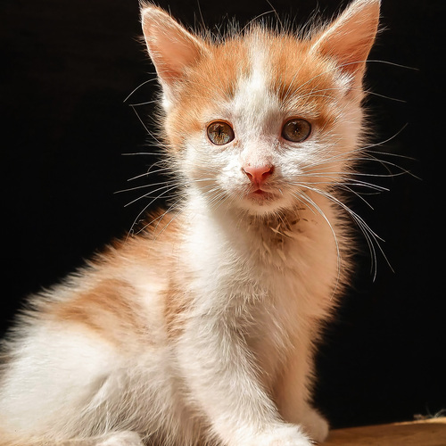 Photo #14055176