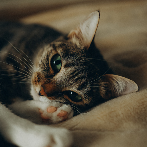 Photo #14055259