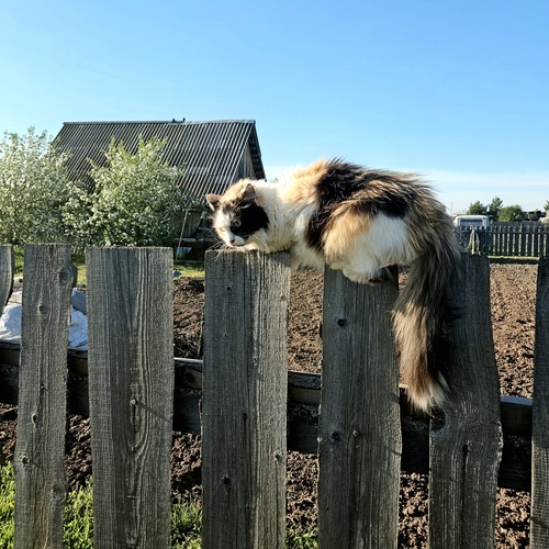 Photo #14055347