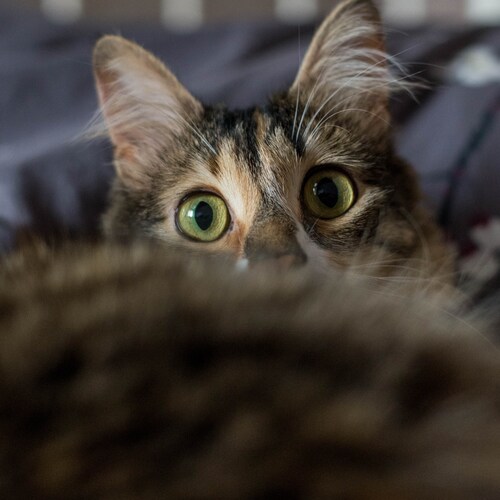 Photo #14055349