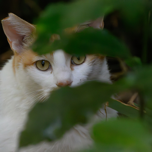 Photo #14055469