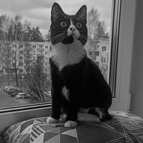 Photo #14055507
