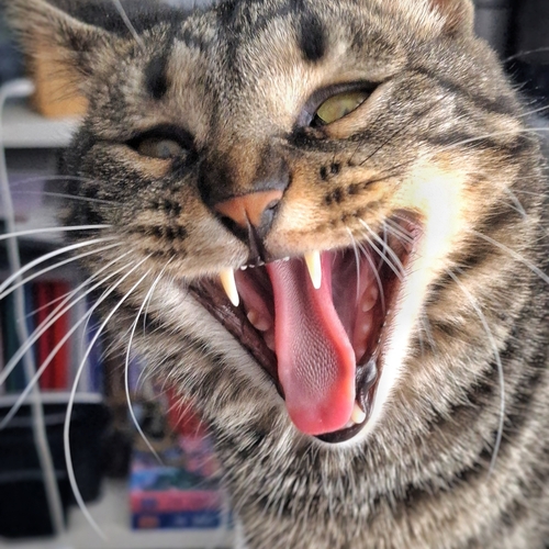 Photo #14055586