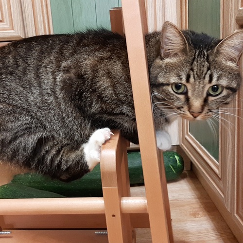 Photo #14055606