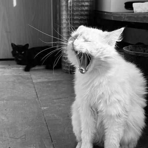 Photo #14055671