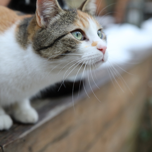 Photo #14055695