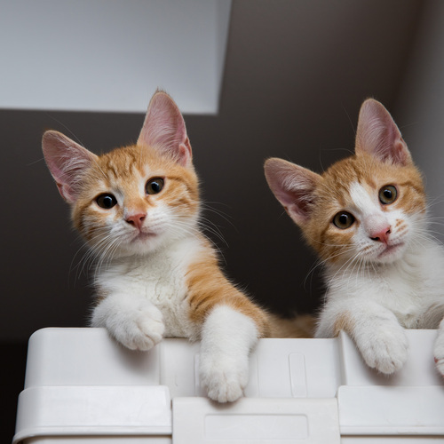 Photo #14055717
