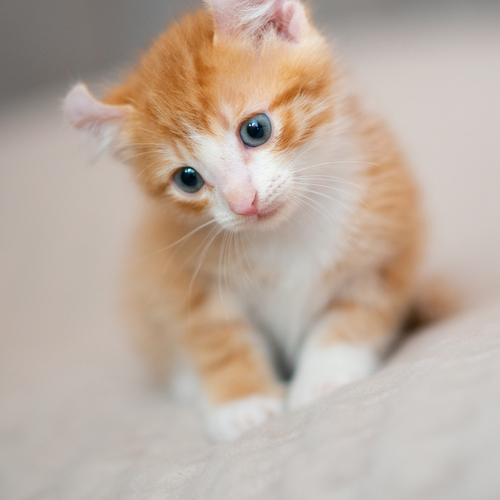 Photo #14055720