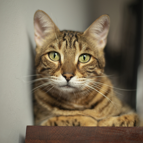 Photo #14055885