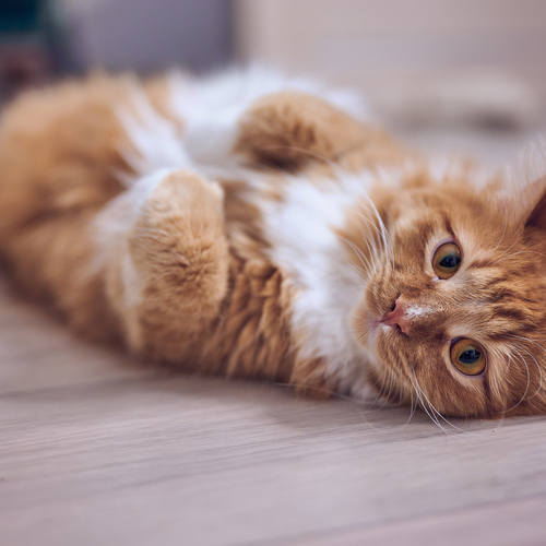 Photo #14055924