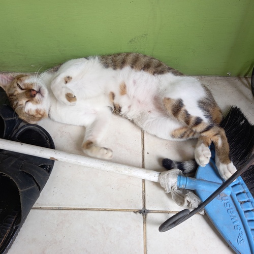 A cat winking