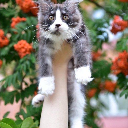 Первая осень котёнка