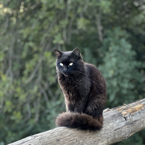 Photo #14056294