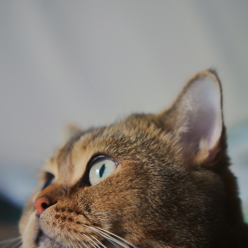 Photo #14056319